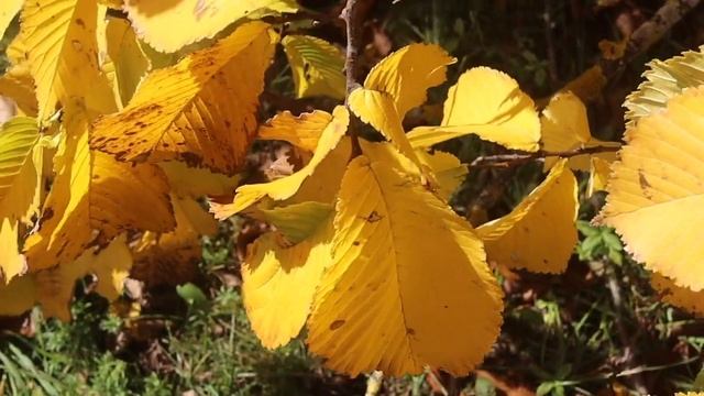 autumn and nature, wonderful colours #estonia #autumn #autumnleaves #wonderful #relax #relaxing смотреть онлайн