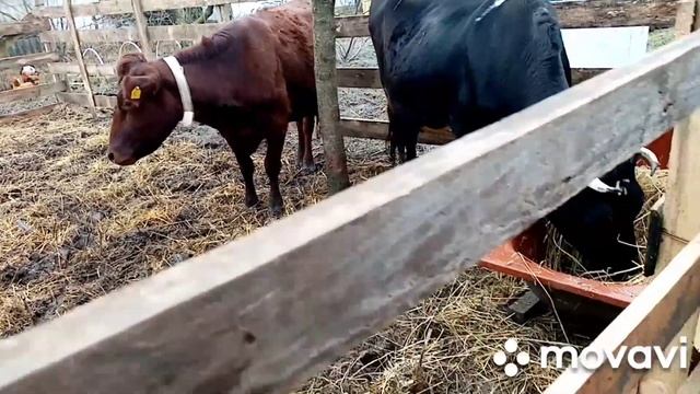 Жалко уже коров. Все устали от проливных дождей смотреть онлайн