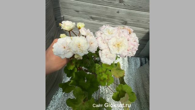 МальТа-Хризантелла 💫💫💫