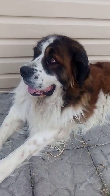 #московскаясторожевая #собака #милаясобака #dog #pets #puppy #cute  Московская сторожевая собака