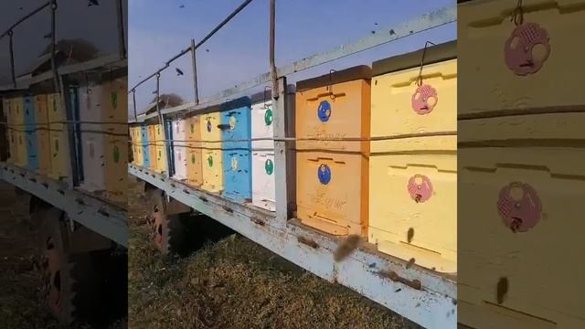 Пчёлы, ноябрь, Ставрополье. смотреть онлайн