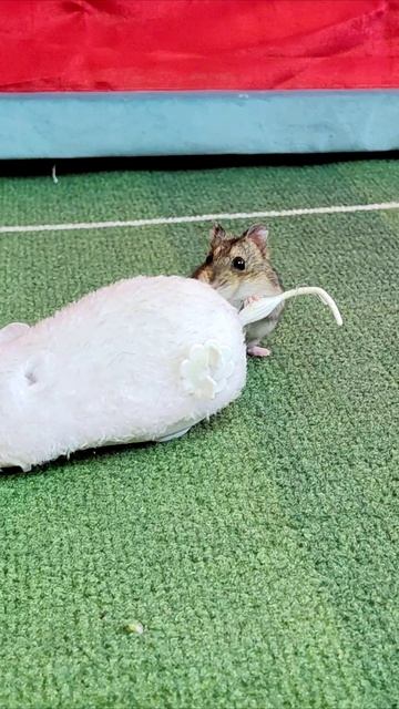 Хомяк #шорты смотреть онлайн