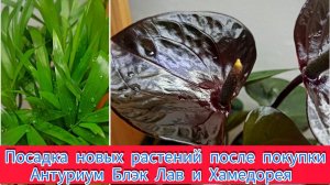 Посадка новых растений после покупки. Антуриум Блэк Лав и Хамедорея