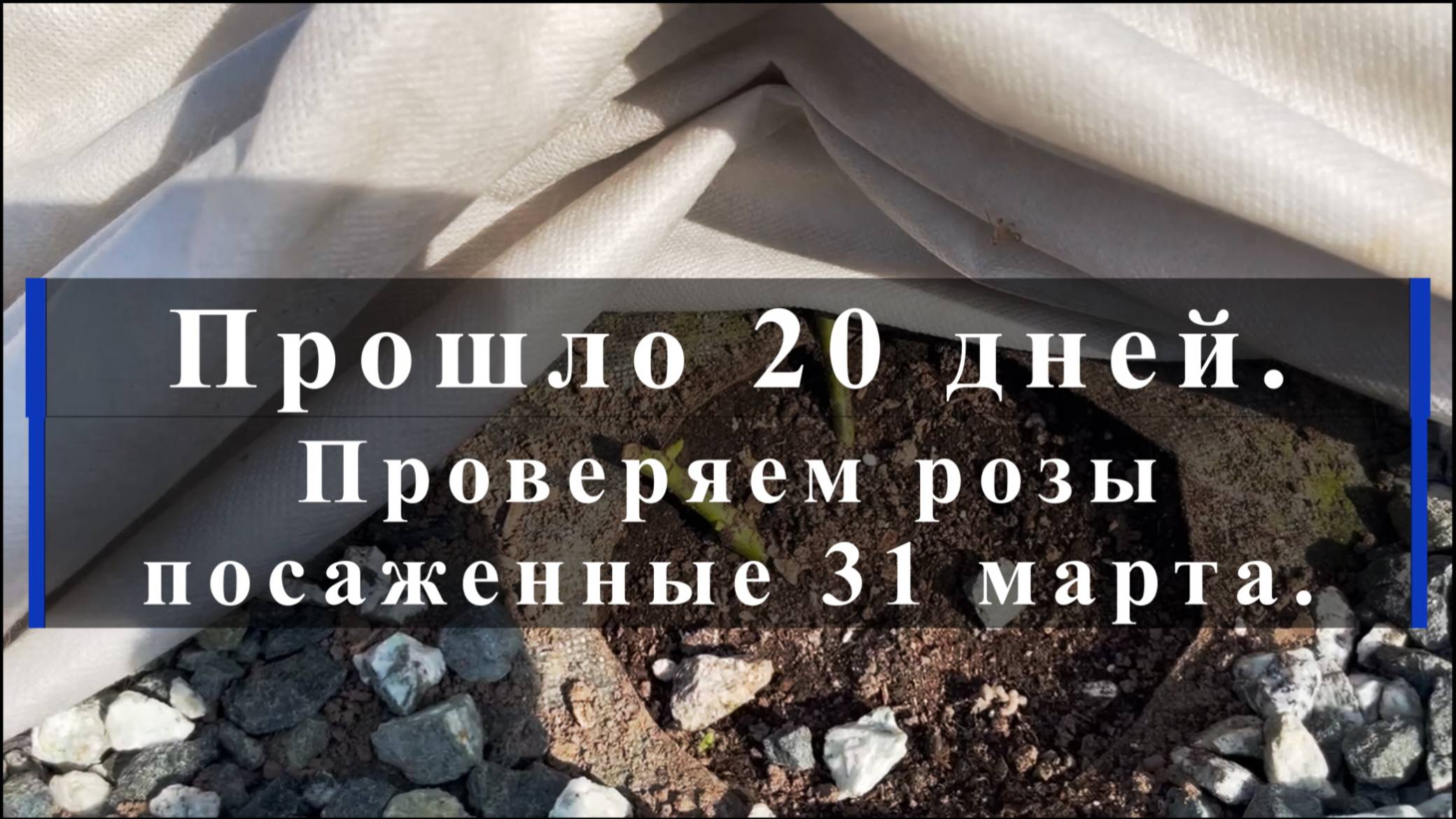 Прошло 20 дней. Проверяем розы посаженные 31 марта. смотреть онлайн
