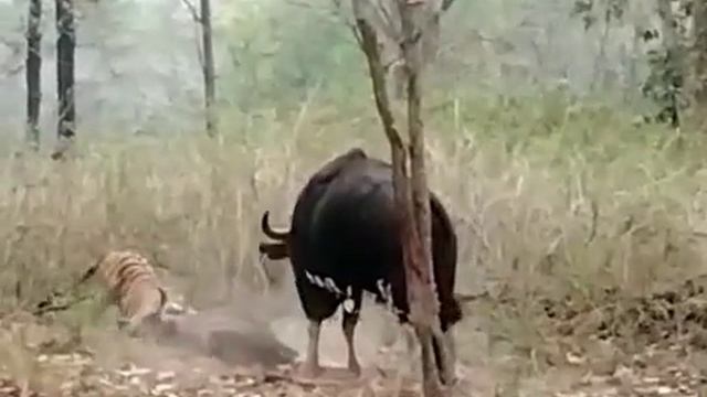 Bison Attack Tiger#tigerfight#tigervsbison#cobettiger#jungle#bullvstiger#animalfight#rajajipark смотреть онлайн