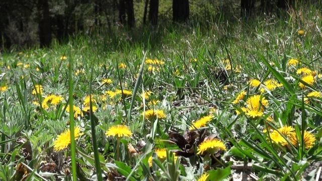 В Дарасуне - Одуванчики смотреть онлайн