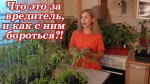 Как избавиться от ТРИПСОВ на рассаде.