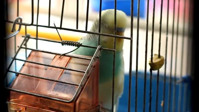 Попугай Рома отдыхает смотреть онлайн