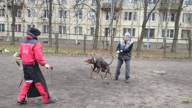 Endor von Engelhardt фигурант- Артём Литаврин смотреть онлайн