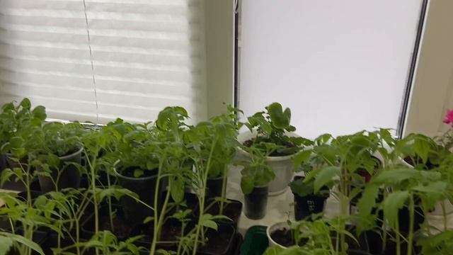 Посеяла арбузы, обзор моей рассады. смотреть онлайн