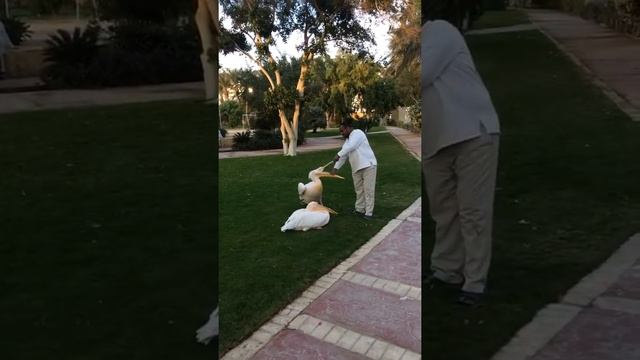 5.02.18 хургада, Синдбад отель, пеликаны смотреть онлайн