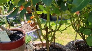 Роза #Elaine Paige #ЭлейнПэйдж перламутровая с насыщенным ароматом #Poulsen сезон 2023.