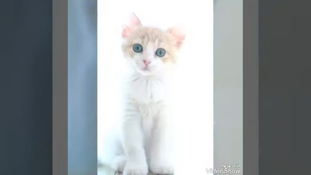 САМЫЕ-МИЛЫЕ-КОТЯТА!!!😍 смотреть онлайн