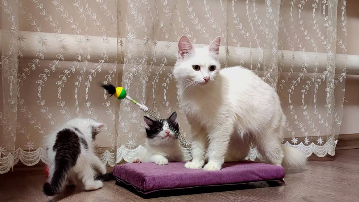 Мать-кошка всегда придет на помощь своим котятам. смотреть онлайн