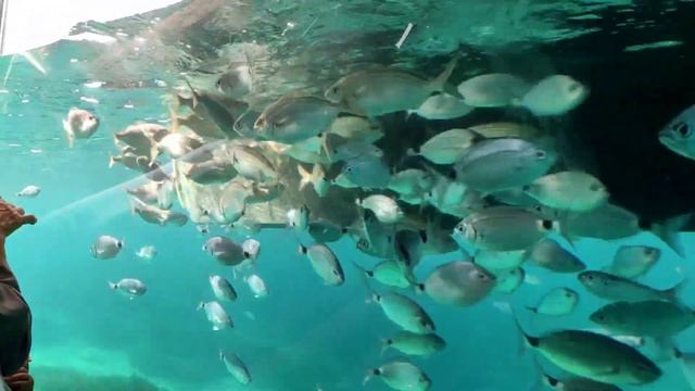 Морские прогулки. Франция. смотреть онлайн