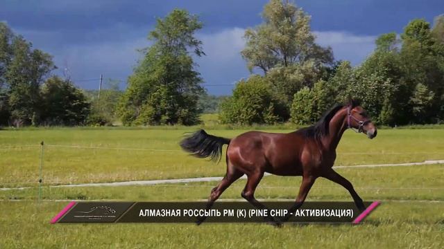 Алмазная Россыпь РМ (Pine Chip 1.51,0 – Активизация 2.05,2) смотреть онлайн