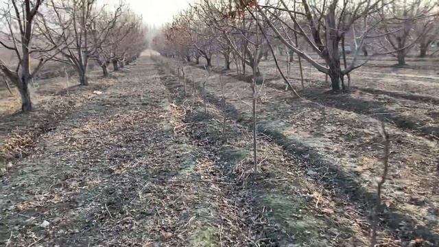Гилас бак абрезканы баштадык смотреть онлайн