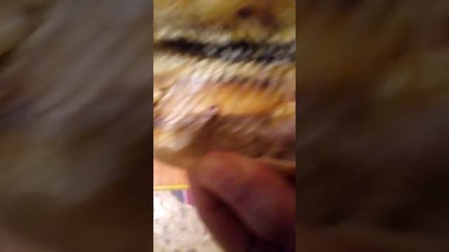 Вкусная рыба с червями(((