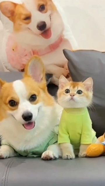 See The Cat and Dogs Style 😀 Cute video 🤗 смотреть онлайн