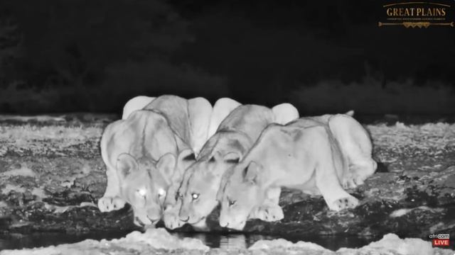 Mom and cubs at Ol Donyo. africamLIVE. 16 October 2023 смотреть онлайн