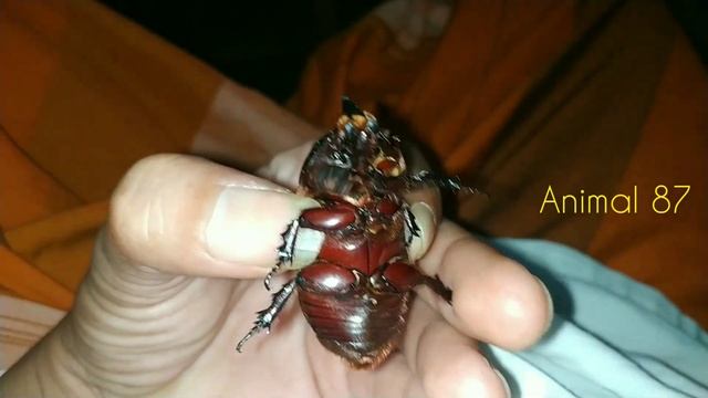 Coconut Rhinoceros BEETLE ( Oryctes rhinoceros L. ) #Beetle #insects #bug смотреть онлайн