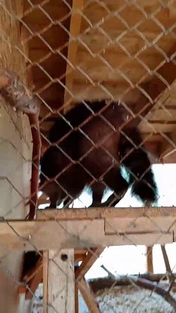 Енот в Яхонтах #shorts смотреть онлайн