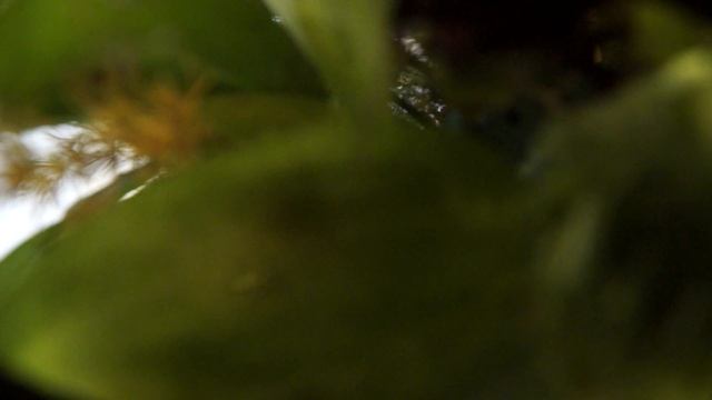 Чесноков Старо Симоновская Херувимская