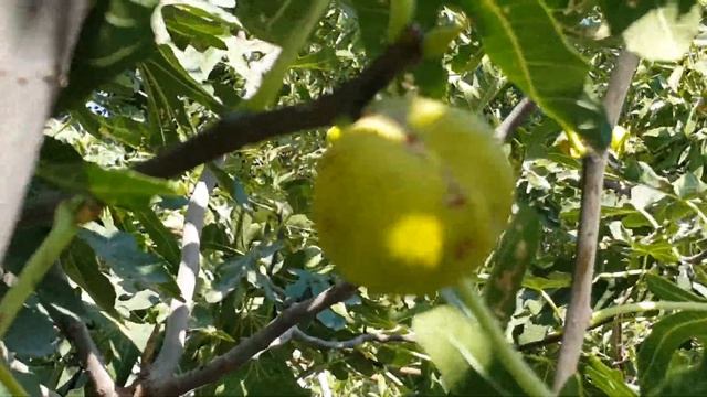 У Алишер ака