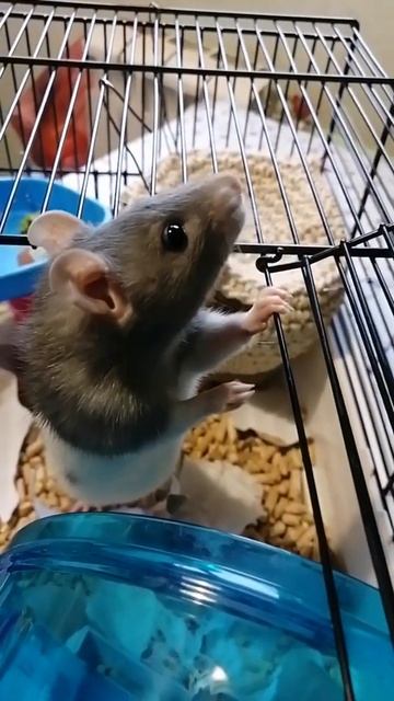 У нас новый питомец. Крыса Линн смотреть онлайн