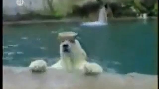 Смешная подборка приколов.mp4 смотреть онлайн