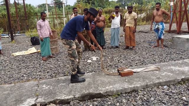 Russell's Viper daboia russelii venomous snake rescue from manikchak electric power house смотреть онлайн