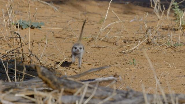 Run for Your Lives | Meerkats vs. Martial Eagle | Love Nature