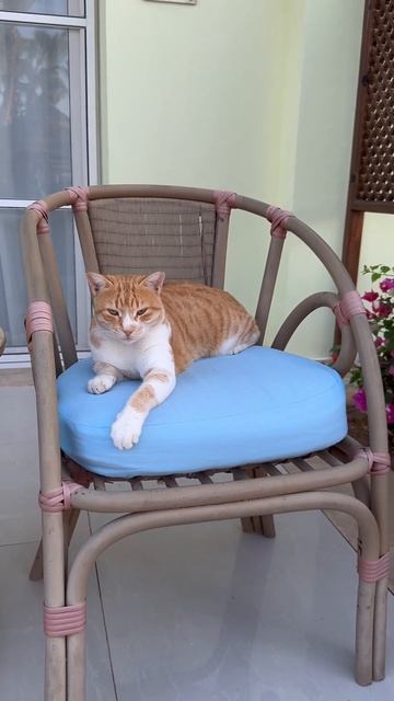 Коты в отеле Sierra hotel. Savoy group. Sharm-El-Sheikh. Egypt. #sharm #egypt #cat #catlover смотреть онлайн