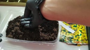 Сею на рассаду  БИДЕНС. Цветок не хуже петунии. #рассада #цветы #биденс