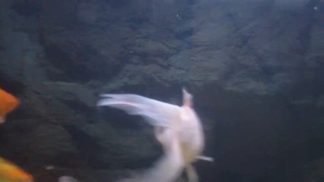 Introducing Marimo moss balls into my 360 litre aquarium. смотреть онлайн