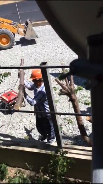 На Владимирской в Анапе вырубили деревья ради очередной парковки смотреть онлайн