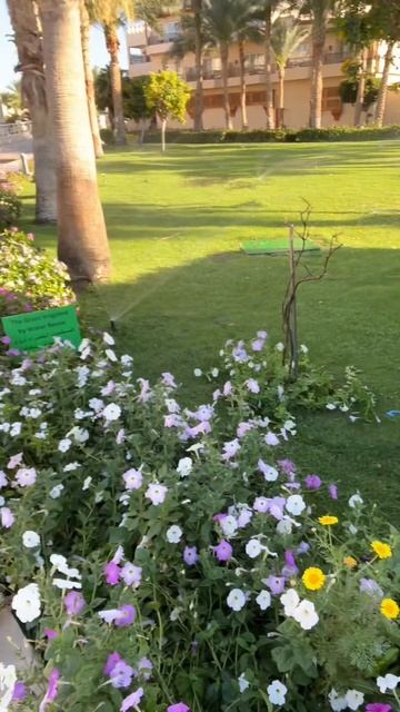 Шарм-Эль-Шейх 2023 смотреть онлайн