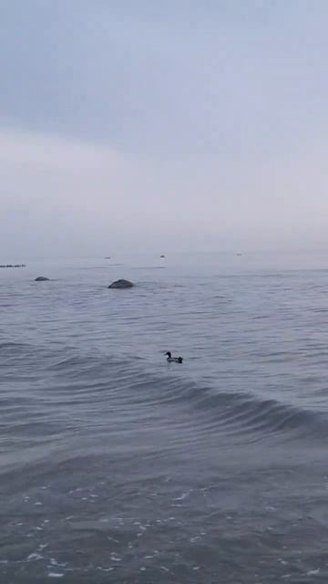 Фильм 4747 ШиваУтка Светлогорск #nemosvetlogorsk#minihotelkautikapitananemo#nature#sunset смотреть онлайн