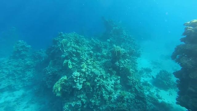 Риф отеля Hilton Sharks Bay. Red Sea. Egypt