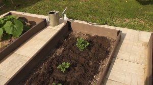 Первая подкормка картофеля после всходов