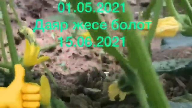 Бадыран даяр 45-Кунда (огурцы) смотреть онлайн