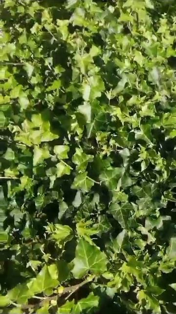 Плющ садовый