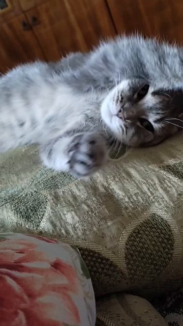 Погода пасмурная, Барсу клонит в сон смотреть онлайн