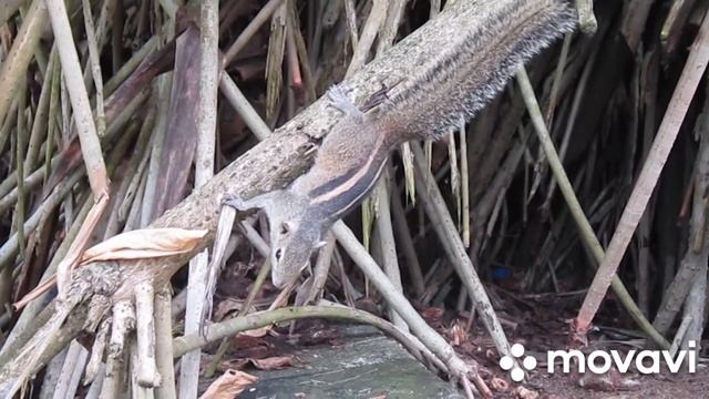 2015 12 Шри-Ланка Бурундуки смотреть онлайн