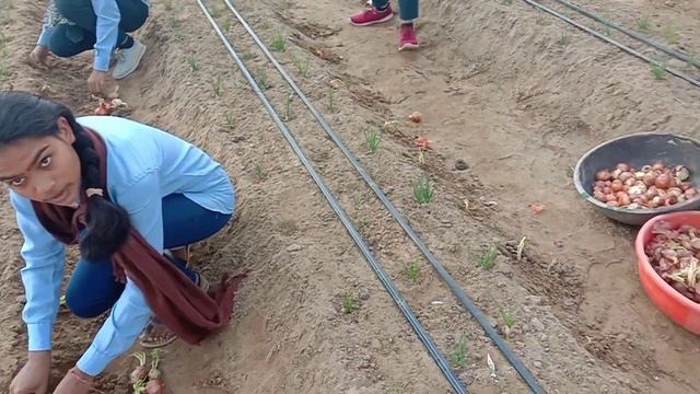 प्याज का seed तैयार करें। смотреть онлайн