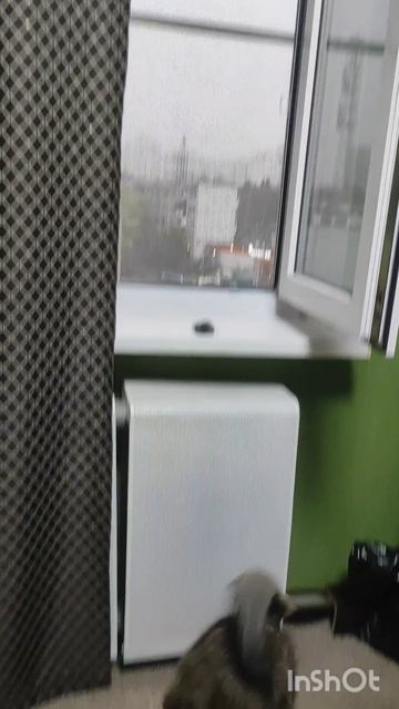 Охота.Кот Арбуз смотреть онлайн