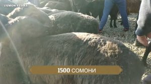 мол бозор регар=мол бозор пахтобод 10.05.2019