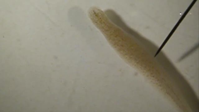 Helobdella austinensis Local Bending Response смотреть онлайн