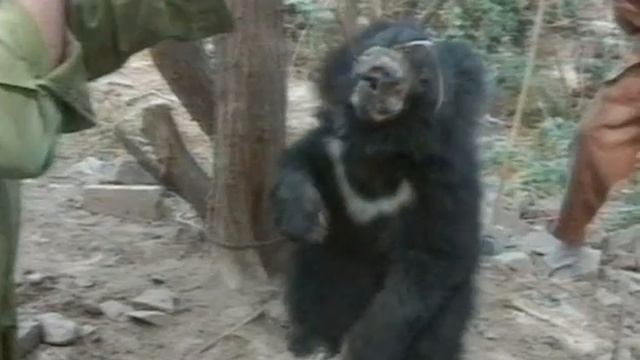 Dancing Bears in India and Pakistan - WSPA смотреть онлайн