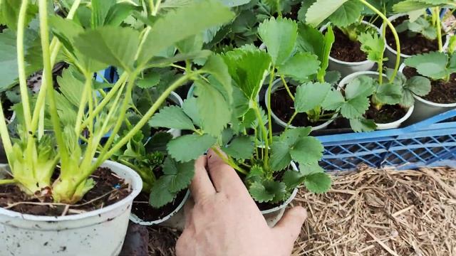 Высаживаем рассаду клубники из стаканов в горшки!